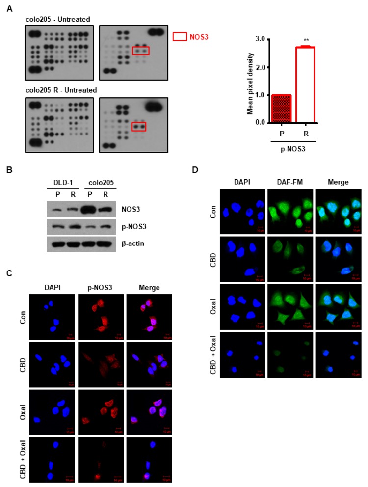 PMC6627455 – cancers-11-00781-f0A2