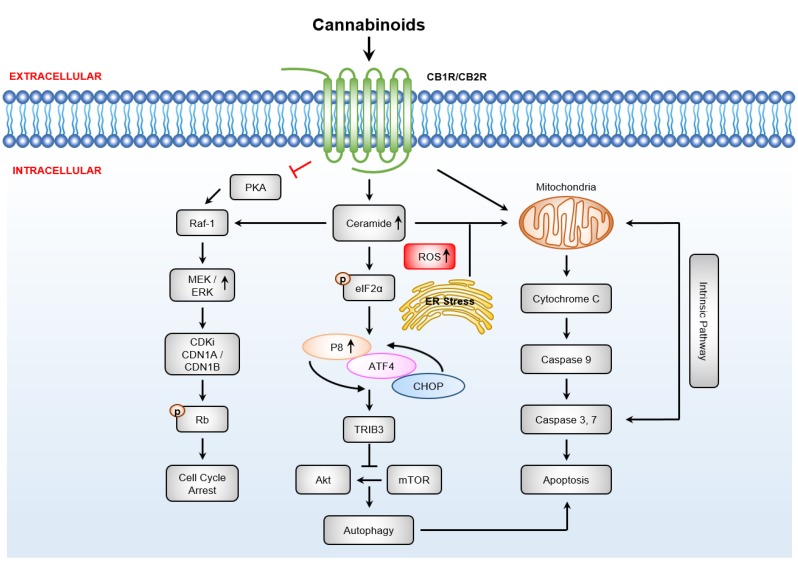 PMC7226605 – cancers-12-01033-f003