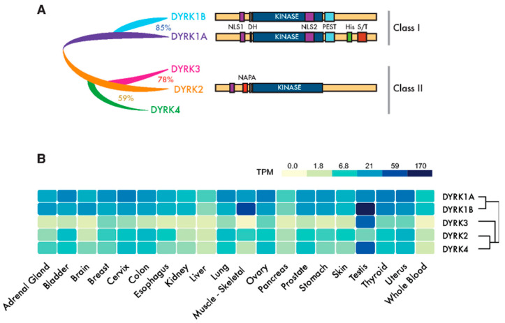 PMC7465136 – cancers-12-02106-f001