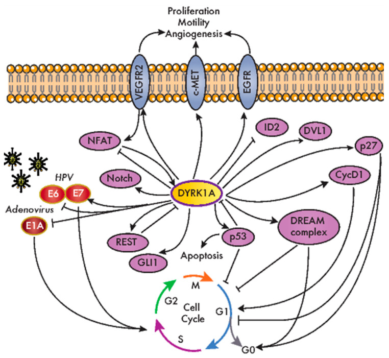 PMC7465136 – cancers-12-02106-f003