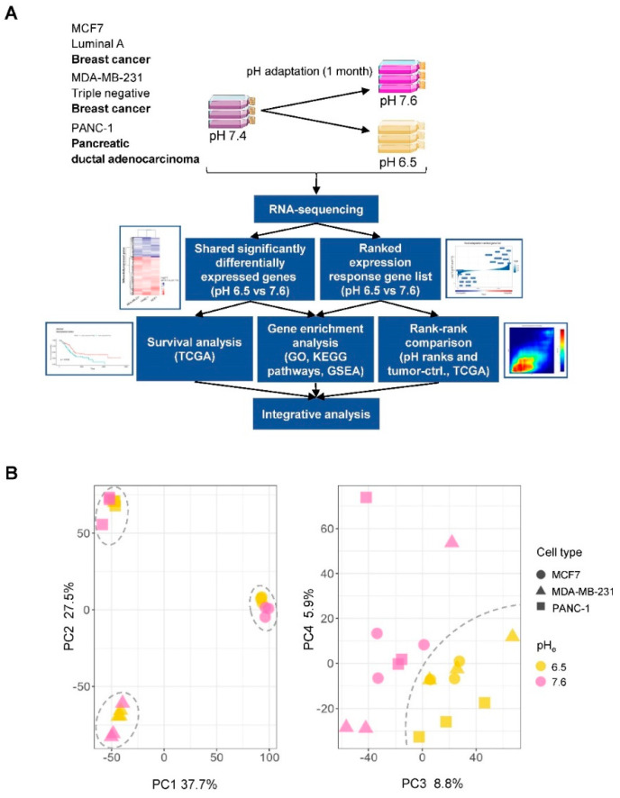 PMC7463722 – cancers-12-02183-f001