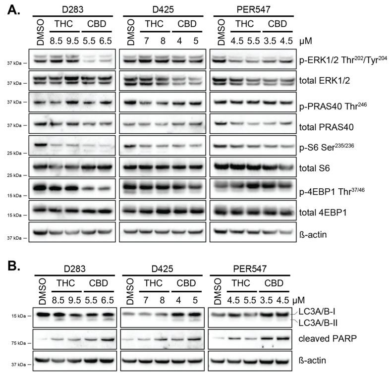 PMC7829707 – cancers-13-00330-f004