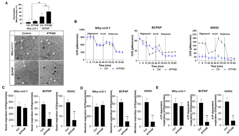 PMC7833439 – cancers-13-00351-f002