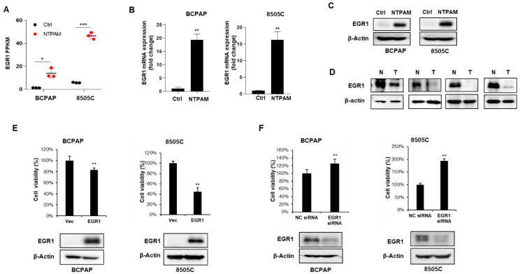 PMC7833439 – cancers-13-00351-f004