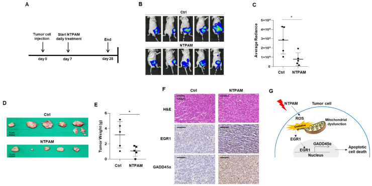PMC7833439 – cancers-13-00351-f007