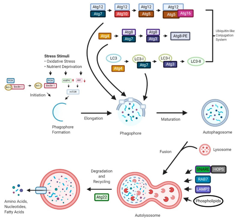PMC7999886 – cancers-13-01211-f001