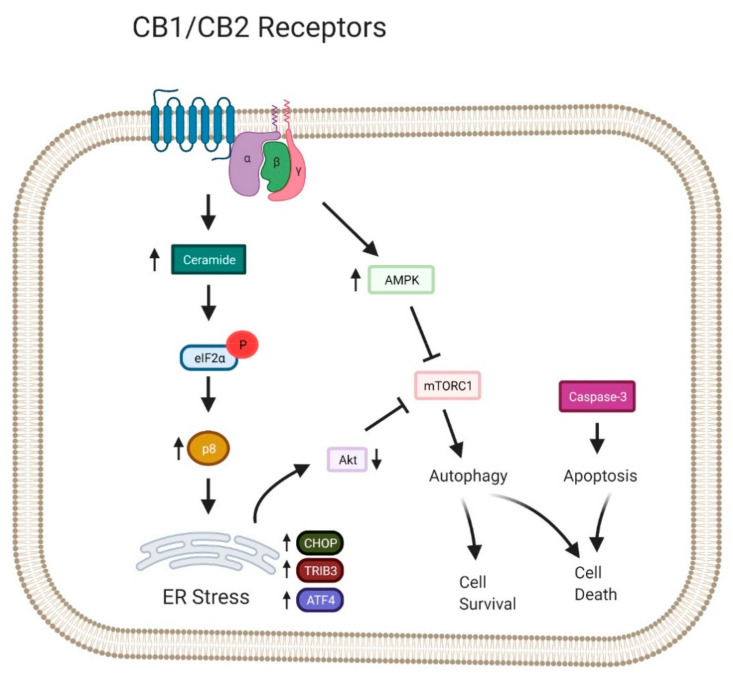 PMC7999886 – cancers-13-01211-f004