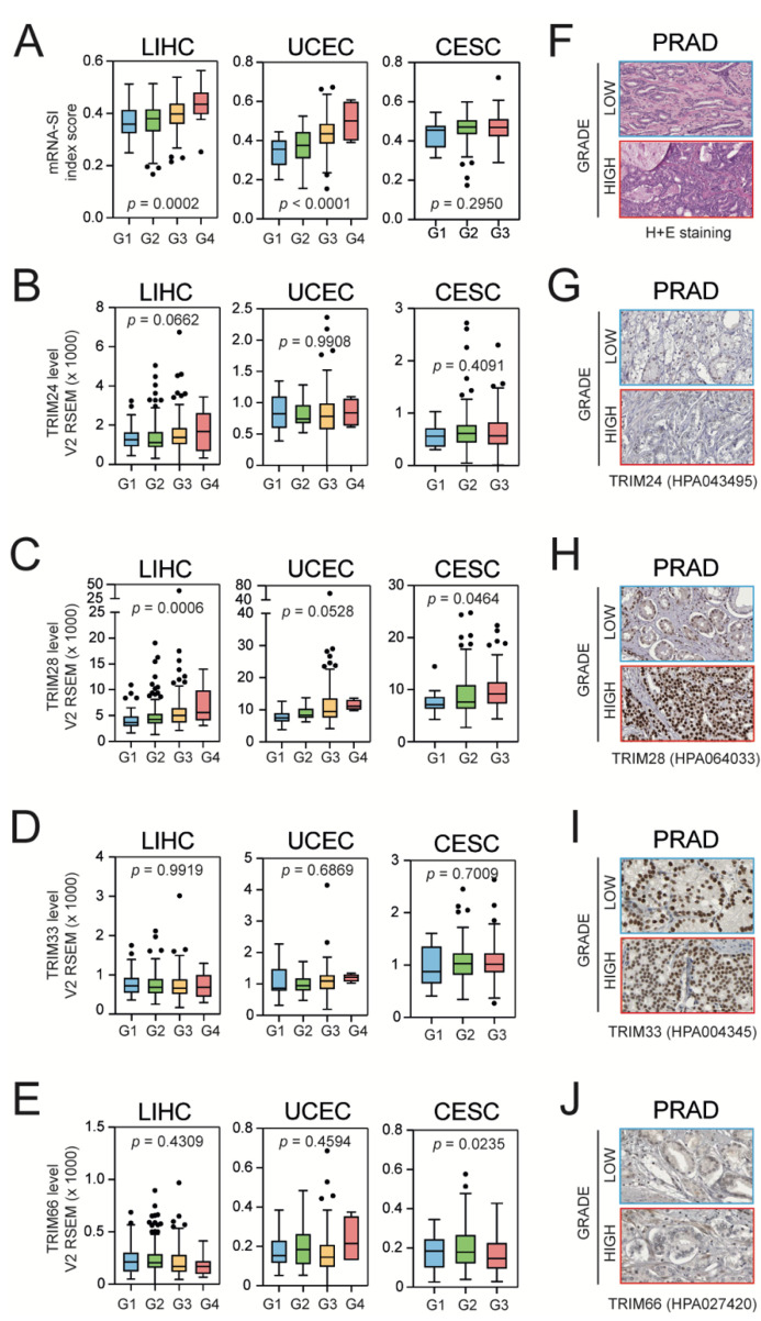 PMC8061774 – cancers-13-01528-f003