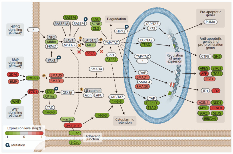 PMC8151534 – cancers-13-02306-f007