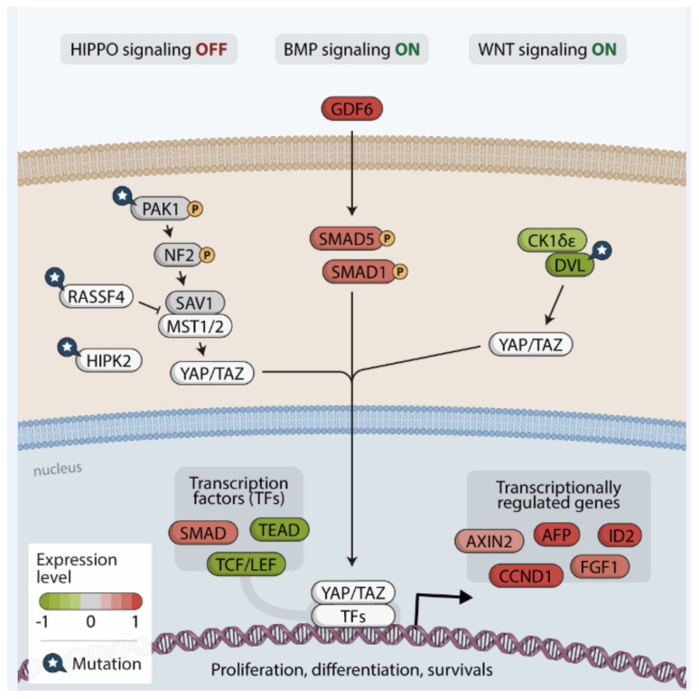 PMC8151534 – cancers-13-02306-f008