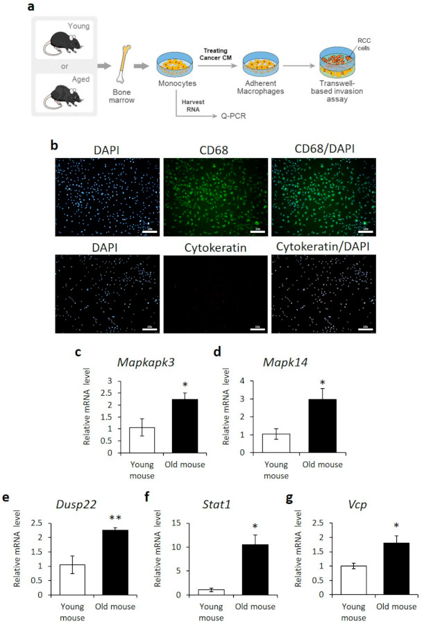 PMC8234889 – cancers-13-03045-f003