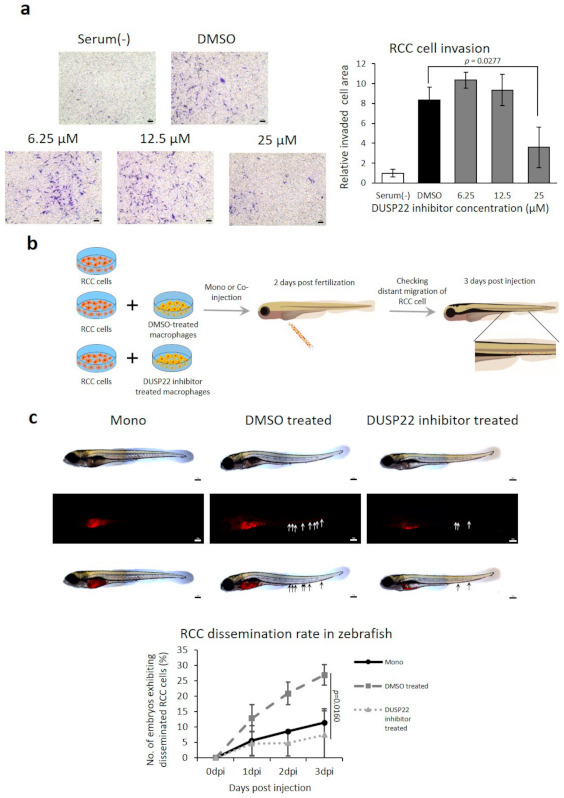PMC8234889 – cancers-13-03045-f005