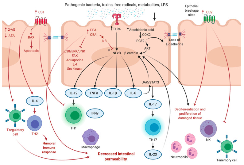 PMC8430689 – cancers-13-04353-f001
