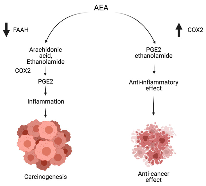PMC8430689 – cancers-13-04353-f002