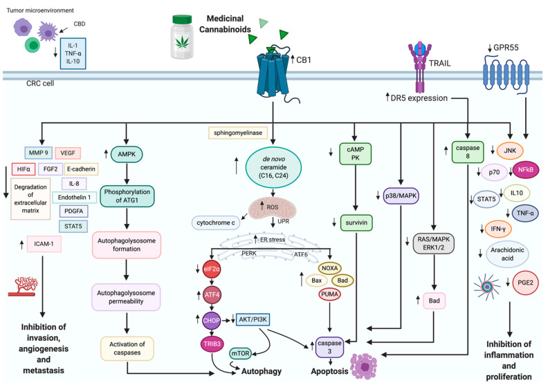 PMC8430689 – cancers-13-04353-f003