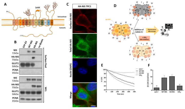 PMC8582450 – cancers-13-05460-f001