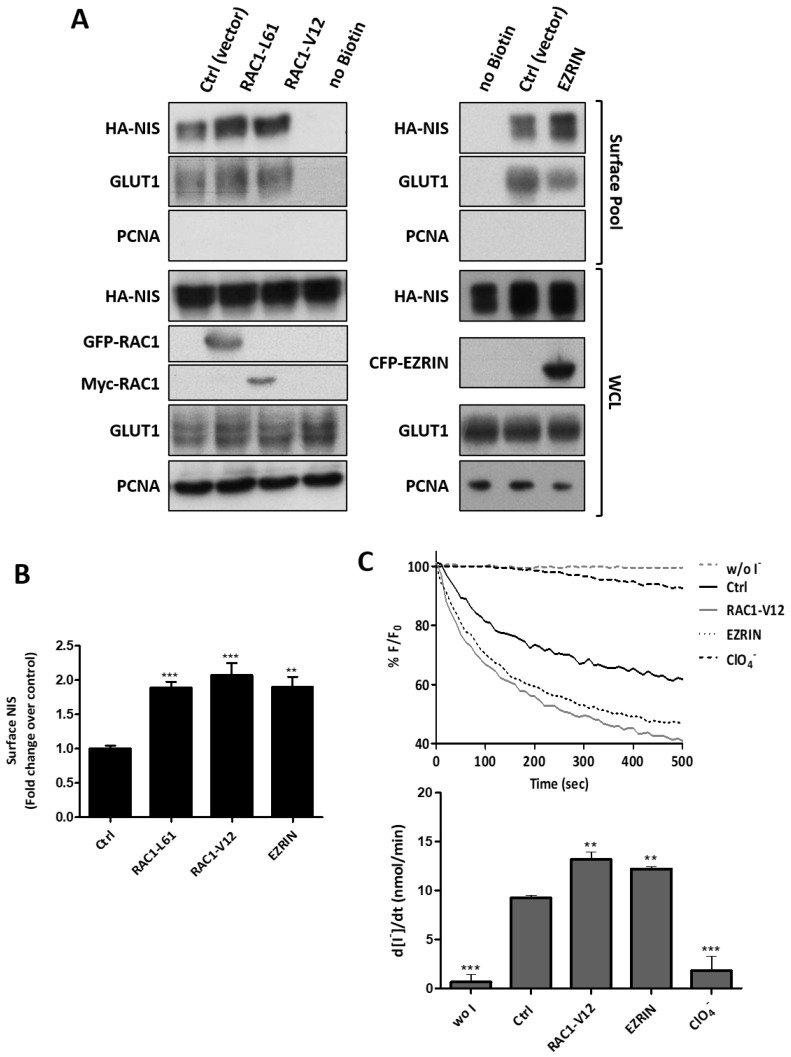 PMC8582450 – cancers-13-05460-f005