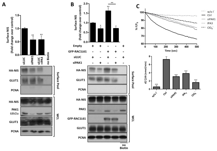 PMC8582450 – cancers-13-05460-f007
