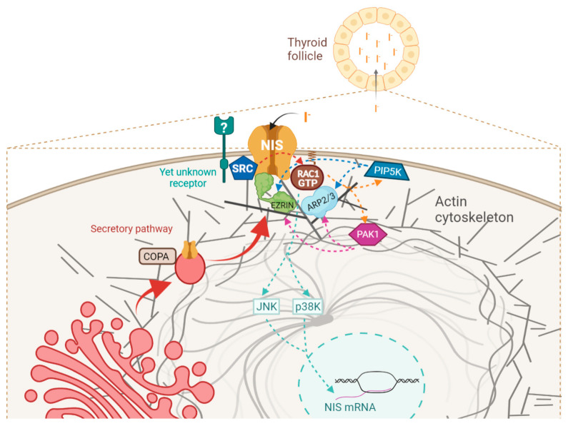 PMC8582450 – cancers-13-05460-f010