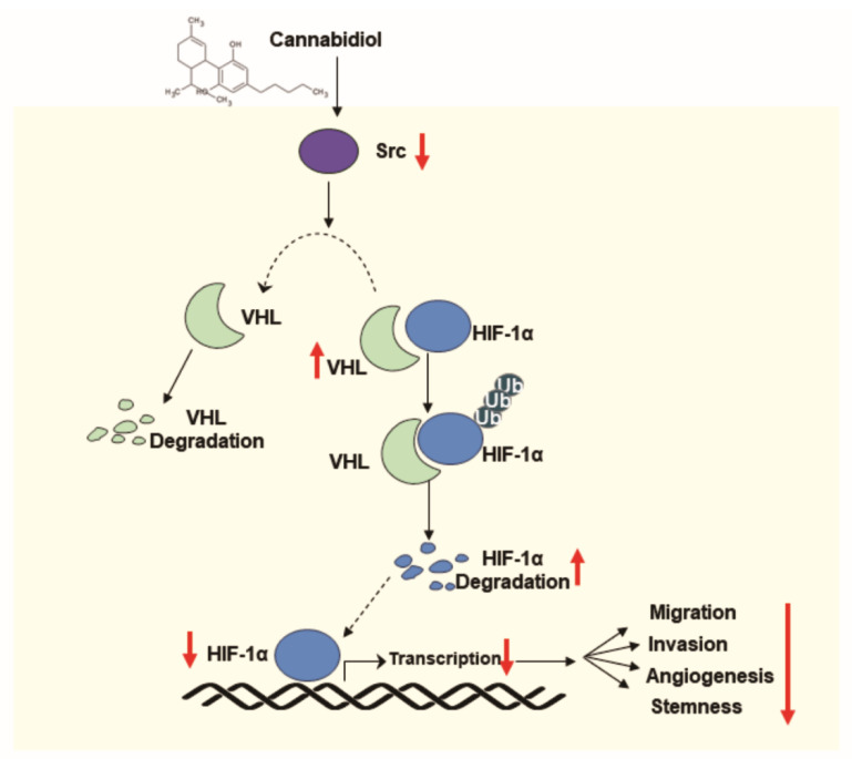 PMC8616476 – cancers-13-05667-f006