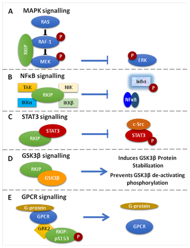 PMC8699197 – cancers-13-06247-f001