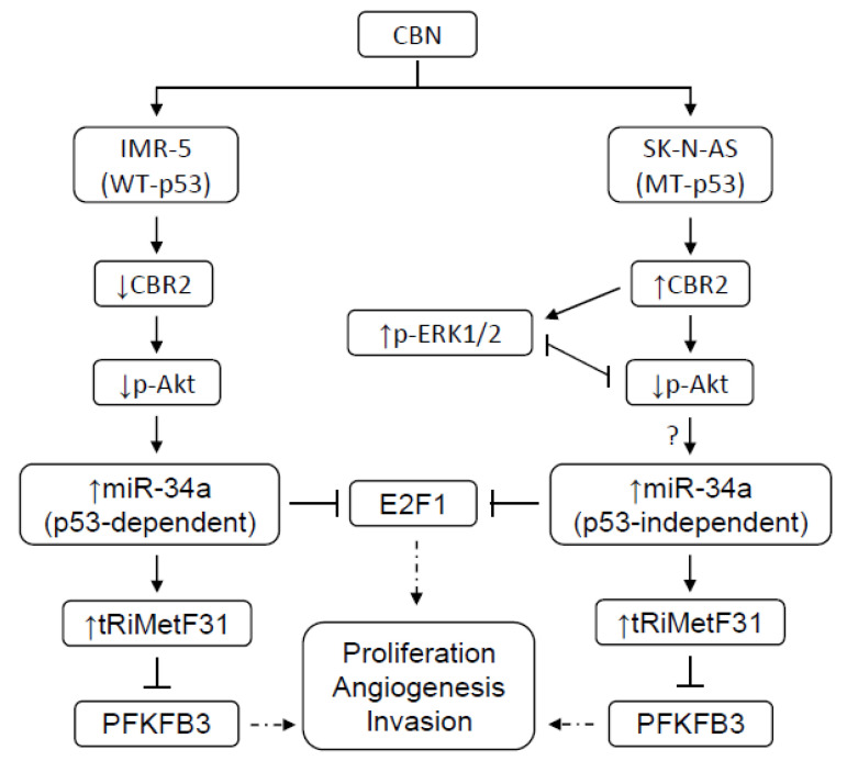 PMC9027424 – cancers-14-01908-f007