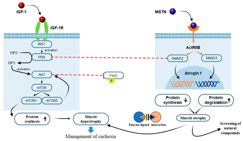 PMC9105812 – cancers-14-02107-f002