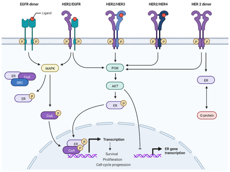 PMC9320771 – cancers-14-03305-f001