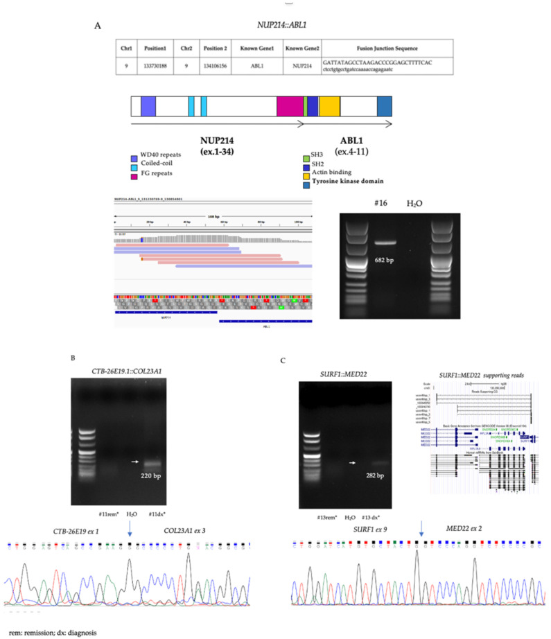 PMC9315513 – cancers-14-03523-f002