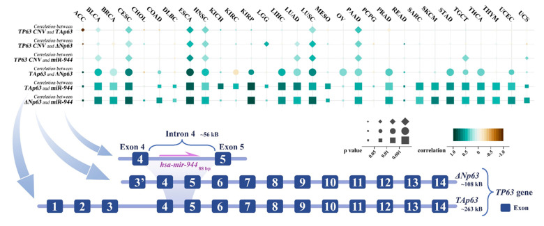 PMC9454979 – cancers-14-04232-f002