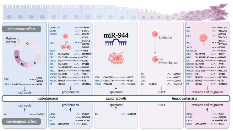 PMC9454979 – cancers-14-04232-f003