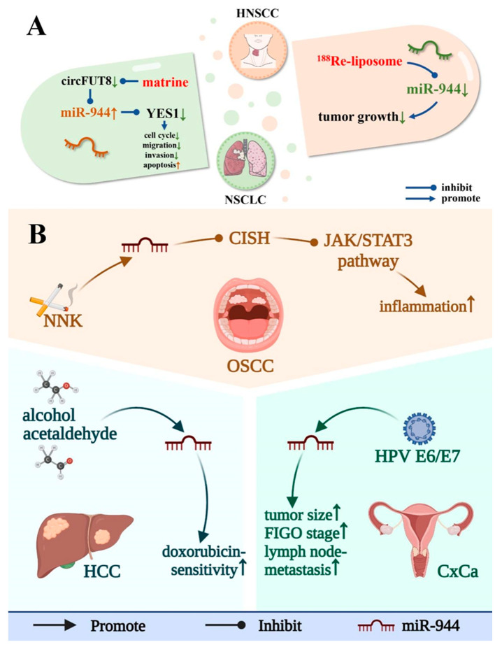 PMC9454979 – cancers-14-04232-f005