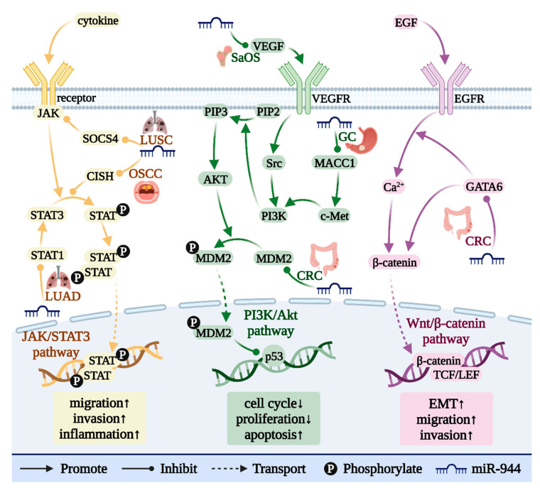 PMC9454979 – cancers-14-04232-f006