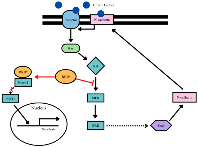 PMC9559516 – cancers-14-04596-f003