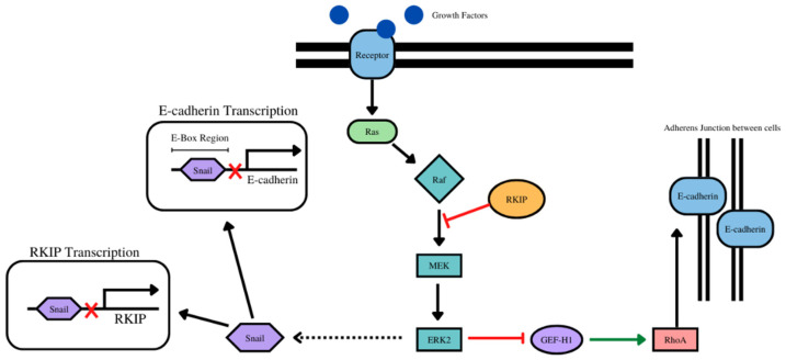 PMC9559516 – cancers-14-04596-f004