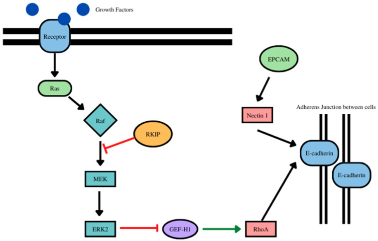 PMC9559516 – cancers-14-04596-f005