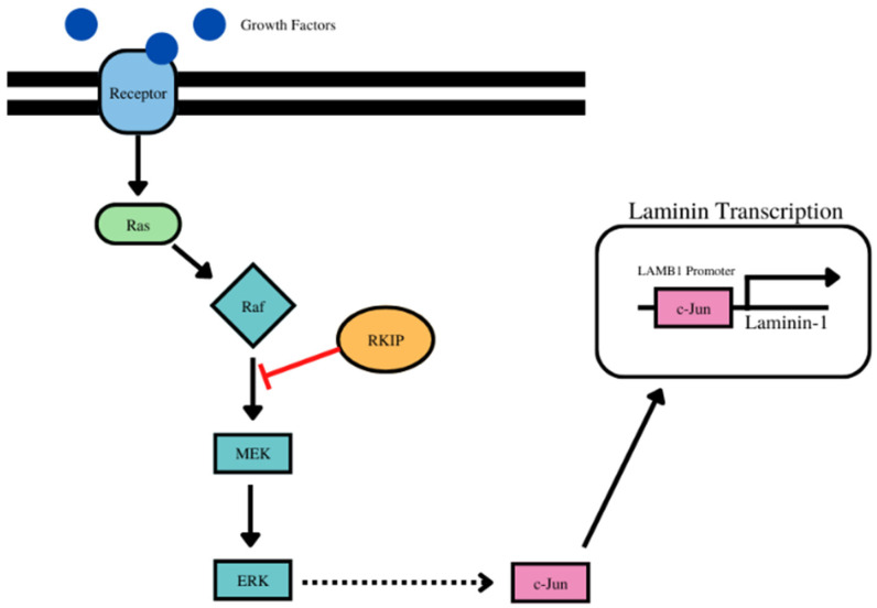 PMC9559516 – cancers-14-04596-f006