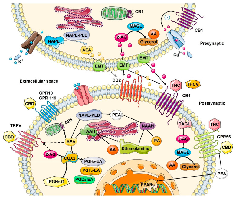 PMC9600568 – cancers-14-05142-f001