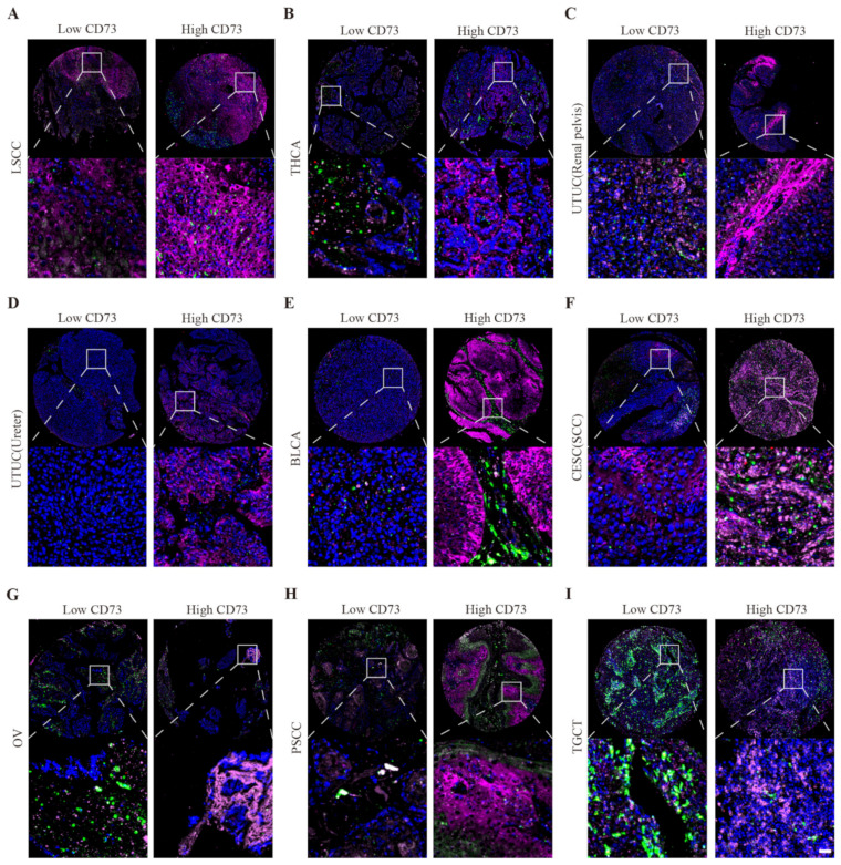 PMC9688912 – cancers-14-05663-f008