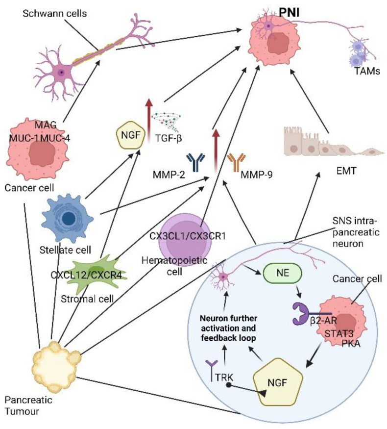 PMC9739544 – cancers-14-05793-f002