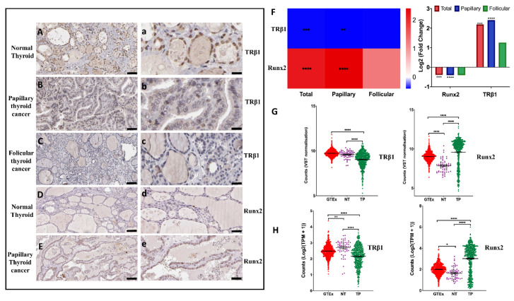 PMC9740761 – cancers-14-05838-f001
