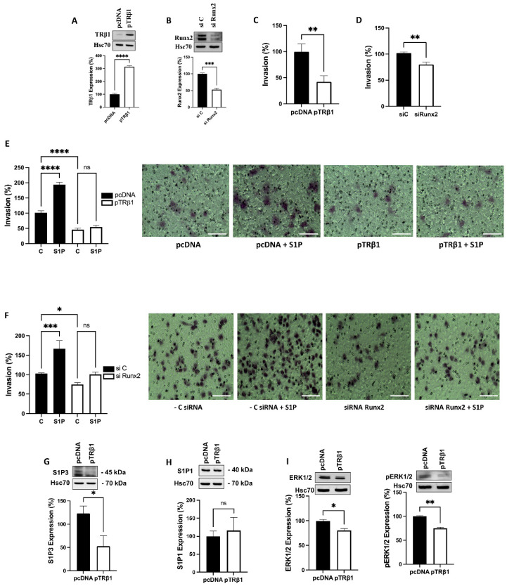 PMC9740761 – cancers-14-05838-f005