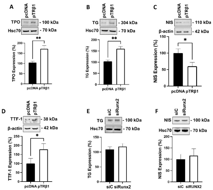 PMC9740761 – cancers-14-05838-f006