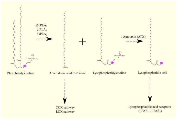PMC9913267 – cancers-15-00946-f002