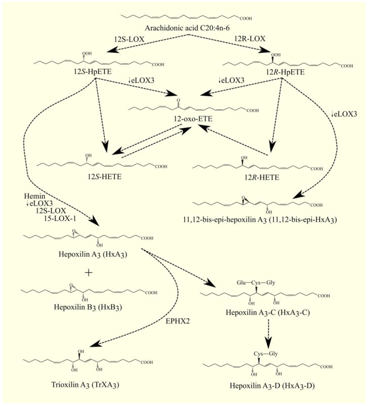 PMC9913267 – cancers-15-00946-f005