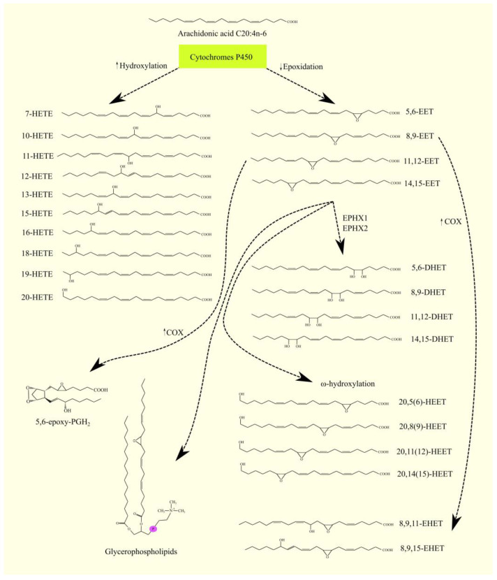 PMC9913267 – cancers-15-00946-f007
