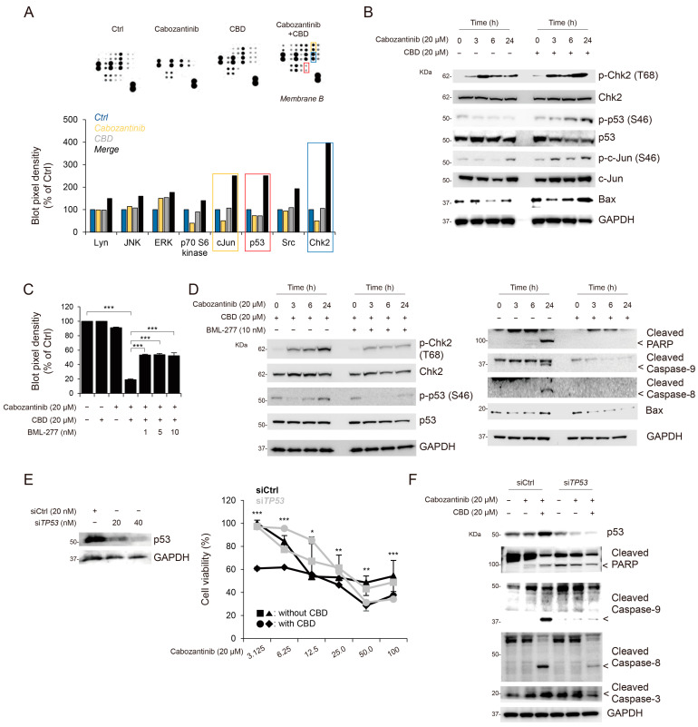 PMC10417827 – cancers-15-03987-f003