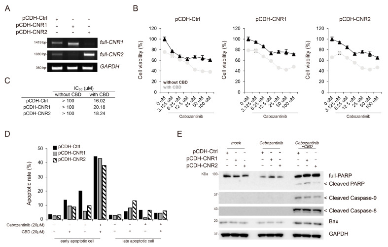 PMC10417827 – cancers-15-03987-f005