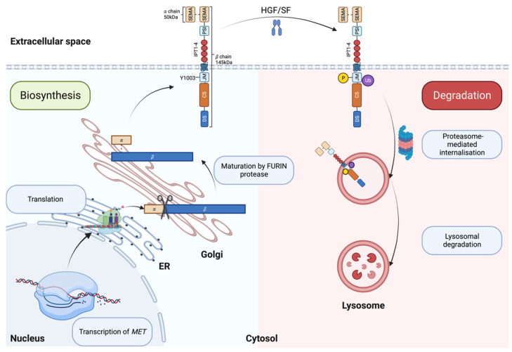 PMC10526818 – cancers-15-04672-f001