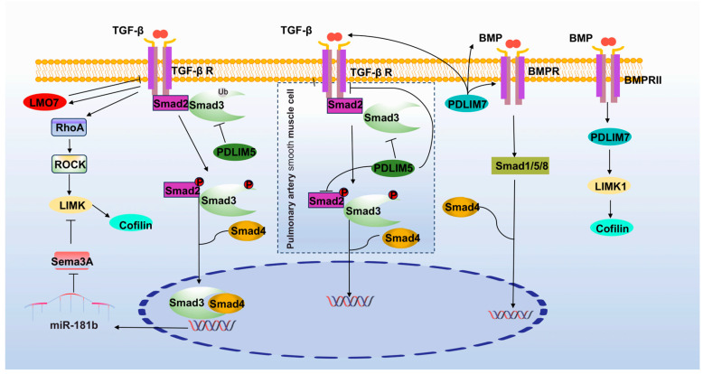 PMC10605254 – cancers-15-05042-f005